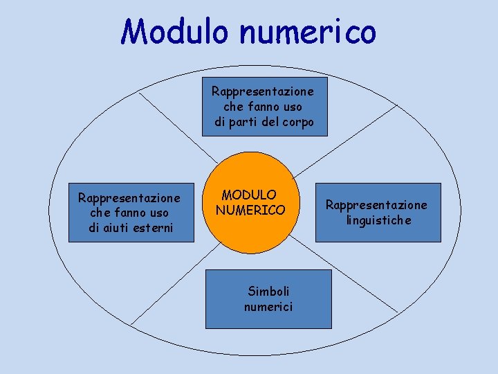 Modulo numerico Rappresentazione che fanno uso di parti del corpo Rappresentazione che fanno uso