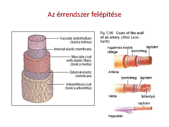 Az érrendszer felépítése 