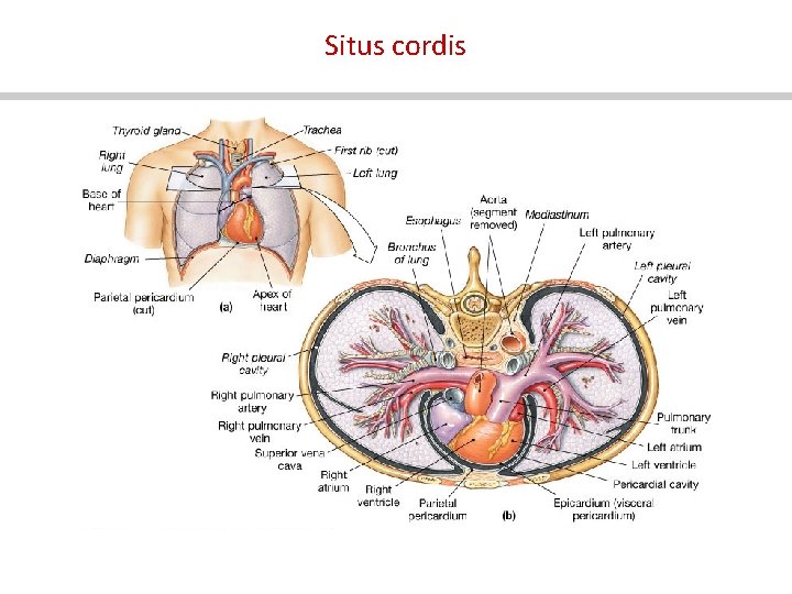 Situs cordis 