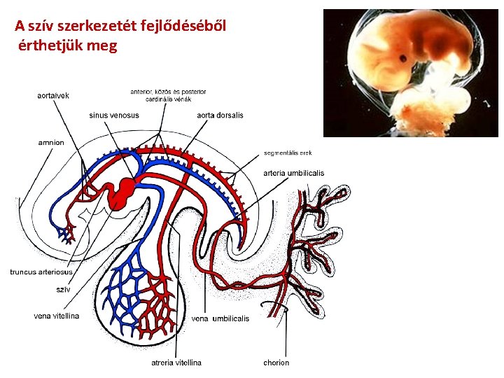 A szív szerkezetét fejlődéséből érthetjük meg 