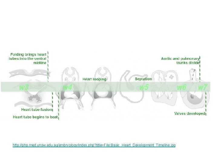 http: //php. med. unsw. edu. au/embryology/index. php? title=File: Basic_Heart_Development_Timeline. jpg 