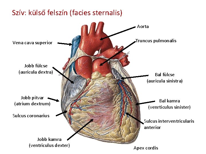 Szív: külső felszín (facies sternalis) Aorta Vena cava superior Jobb fülcse (auricula dextra) Jobb