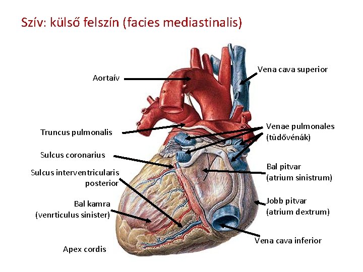 Szív: külső felszín (facies mediastinalis) Aortaív Truncus pulmonalis Vena cava superior Venae pulmonales (tüdővénák)