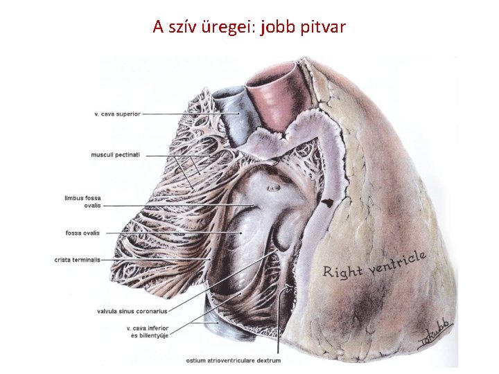 A szív üregei: jobb pitvar 