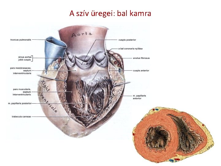 A szív üregei: bal kamra 