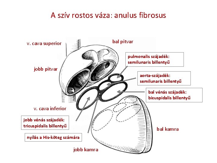 A szív rostos váza: anulus fibrosus bal pitvar v. cava superior pulmonalis szájadék: semilunaris