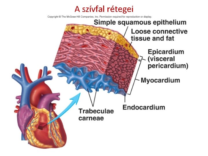 A szívfal rétegei 