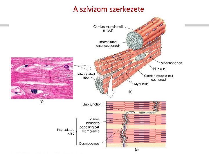 A szívizom szerkezete 