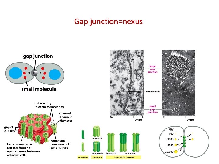 Gap junction=nexus 