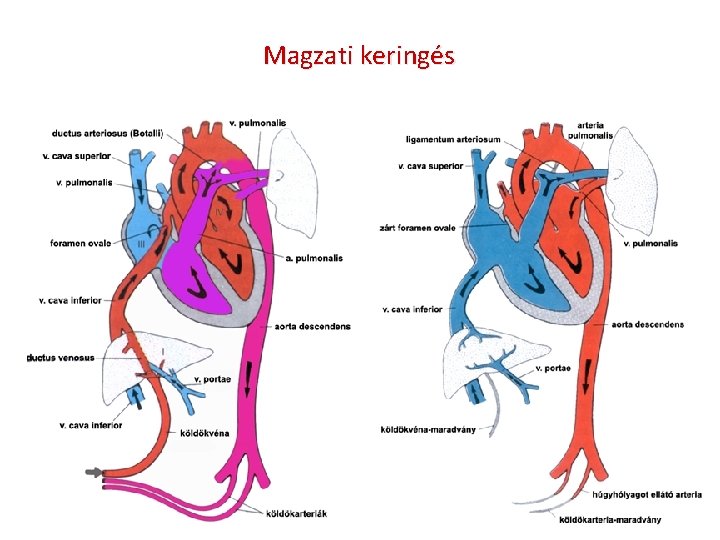 Magzati keringés 