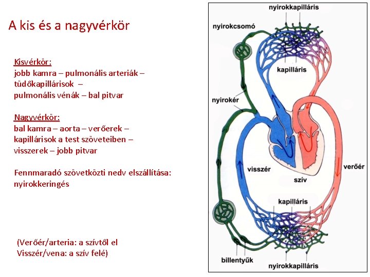 A kis és a nagyvérkör Kisvérkör: jobb kamra – pulmonális arteriák – tüdőkapillárisok –