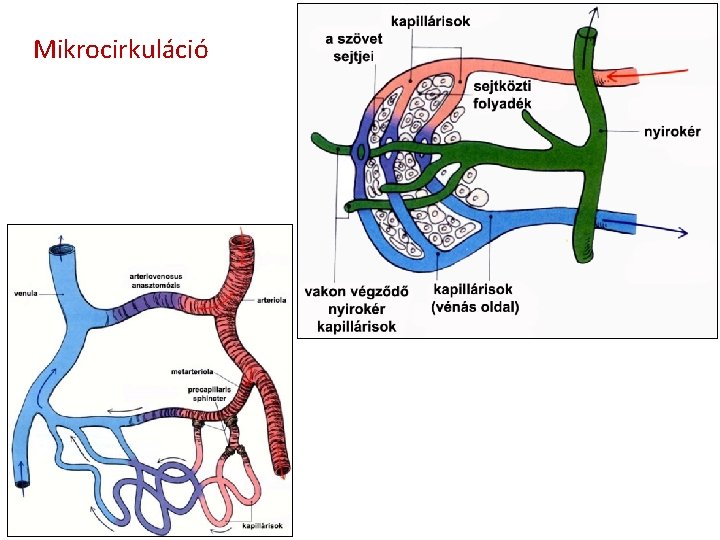 Mikrocirkuláció 