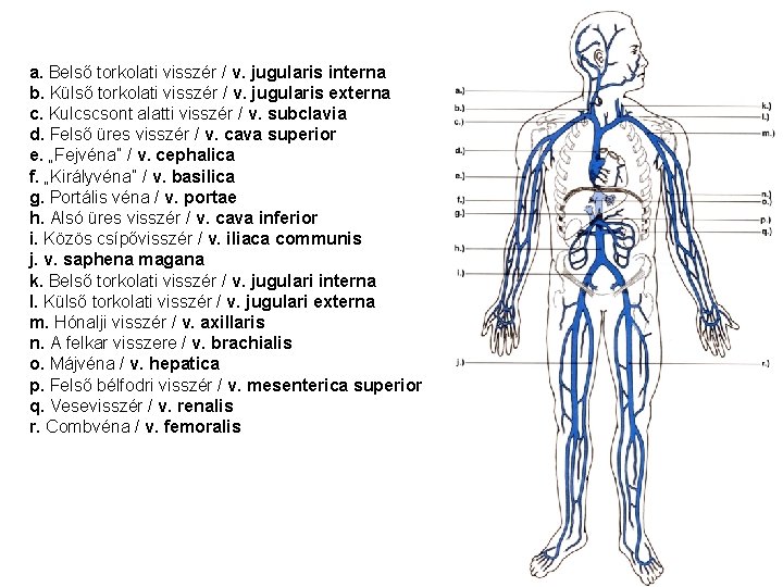 a. Belső torkolati visszér / v. jugularis interna b. Külső torkolati visszér / v.