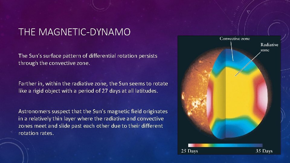 THE MAGNETIC-DYNAMO The Sun’s surface pattern of differential rotation persists through the convective zone.