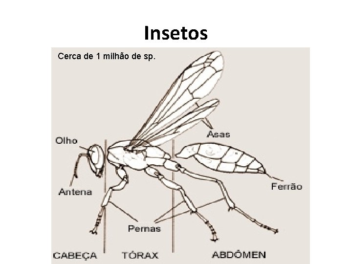 Insetos Cerca de 1 milhão de sp. 