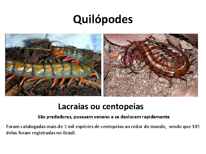 Quilópodes Lacraias ou centopeias São predadores, possuem veneno e se deslocam rapidamente Foram catalogadas
