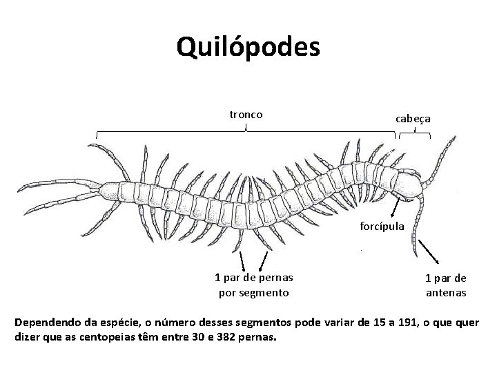 Quilópodes tronco cabeça forcípula 1 par de pernas por segmento 1 par de antenas