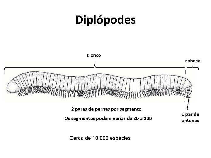 Diplópodes tronco 2 pares de pernas por segmento Os segmentos podem variar de 20