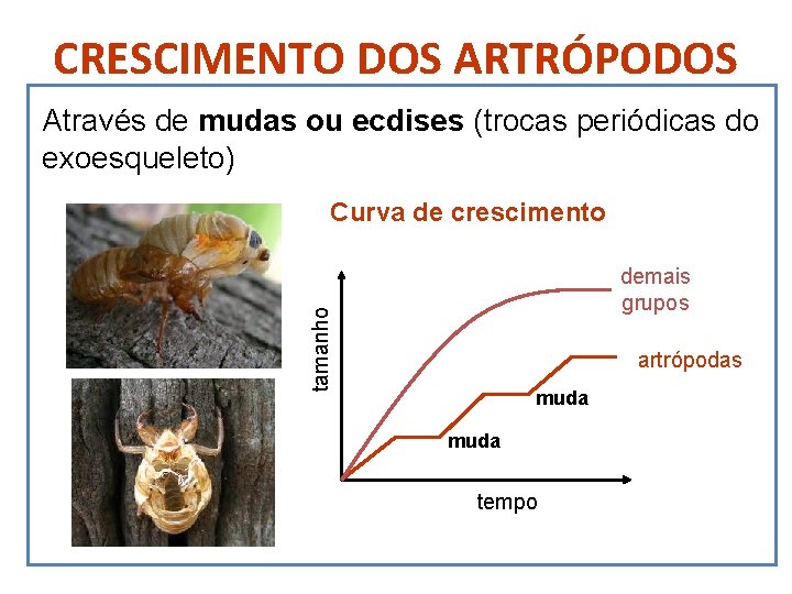 CRESCIMENTO DOS ARTRÓPODOS Através de mudas ou ecdises (trocas periódicas do exoesqueleto) Curva de