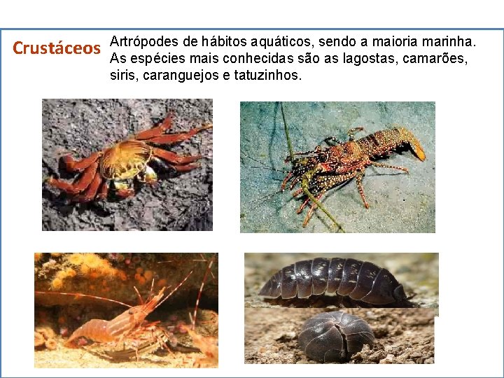 Crustáceos Artrópodes de hábitos aquáticos, sendo a maioria marinha. As espécies mais conhecidas são