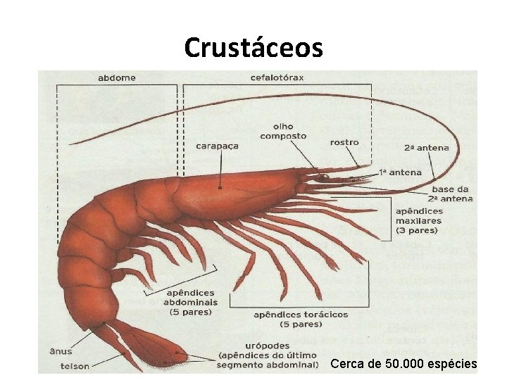 Crustáceos Cerca de 50. 000 espécies 