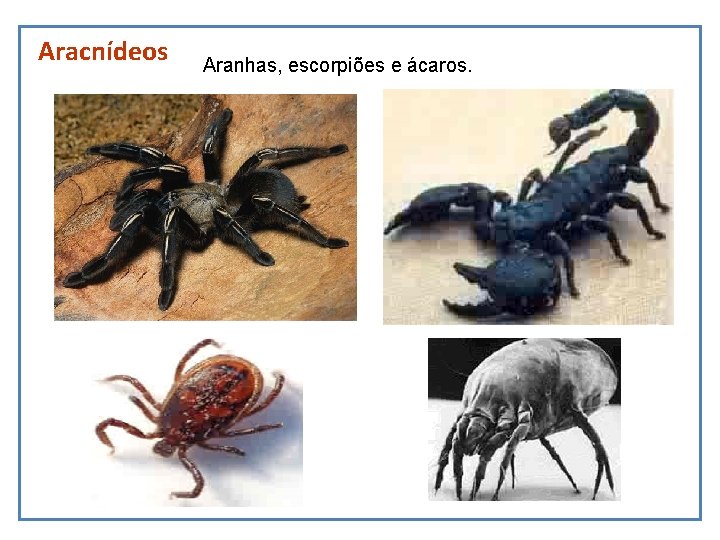 Aracnídeos Aranhas, escorpiões e ácaros. 