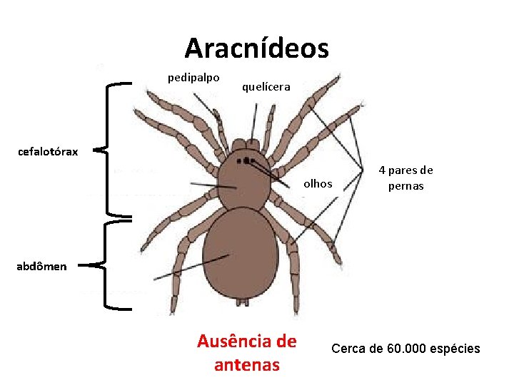 Aracnídeos pedipalpo quelícera cefalotórax olhos 4 pares de pernas abdômen Ausência de antenas Cerca