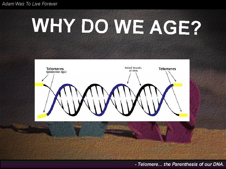 Adam Was To Live Forever WHY DO WE AGE? - Telomere… the Parenthesis of