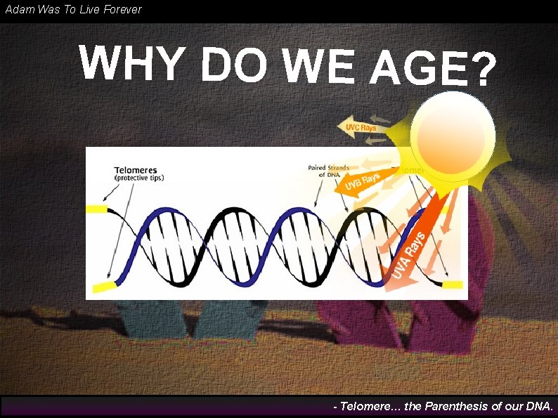 Adam Was To Live Forever WHY DO WE AGE? - Telomere… the Parenthesis of