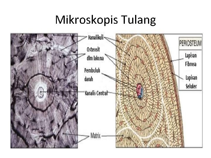 Mikroskopis Tulang 