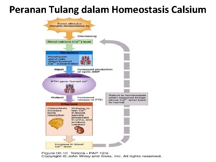 Peranan Tulang dalam Homeostasis Calsium 