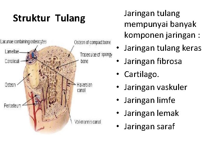 Struktur Tulang • • Jaringan tulang mempunyai banyak komponen jaringan : Jaringan tulang keras