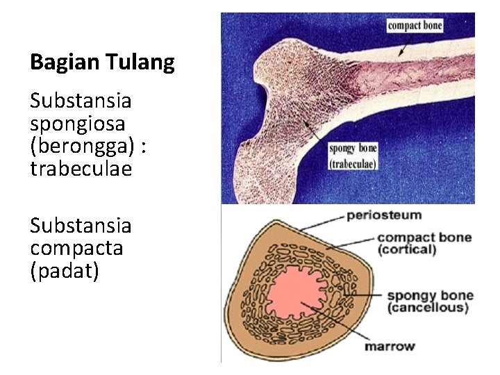 Bagian Tulang Substansia spongiosa (berongga) : trabeculae Substansia compacta (padat) 