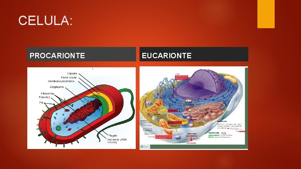 CELULA: PROCARIONTE EUCARIONTE 