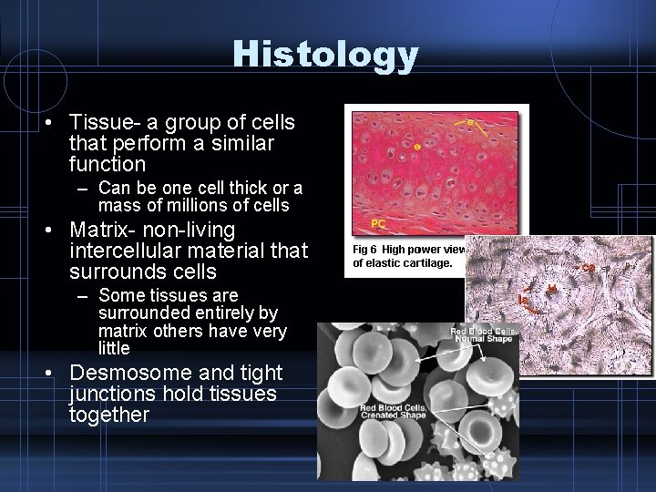 Histology • Tissue- a group of cells that perform a similar function – Can