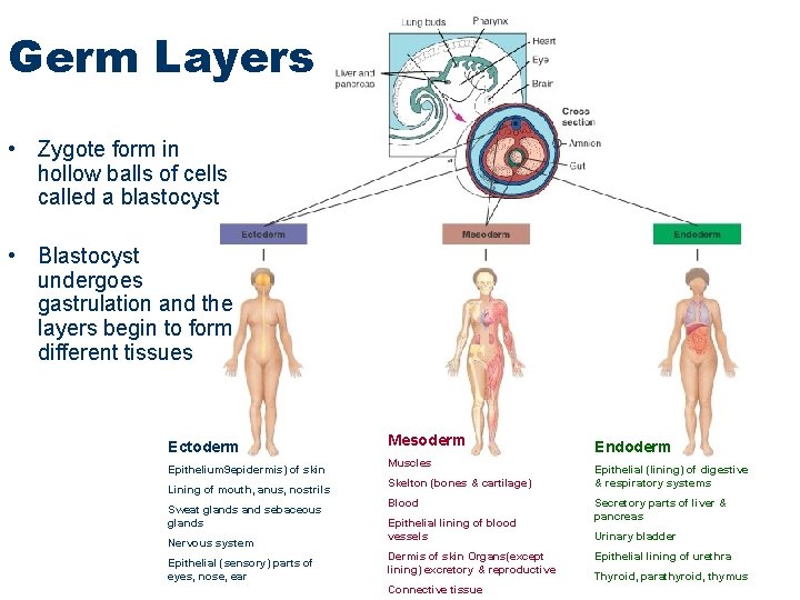 Germ Layers • Zygote form in hollow balls of cells called a blastocyst •