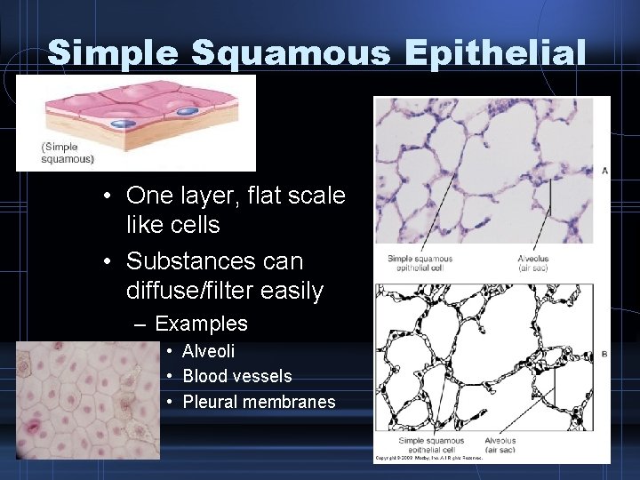 Simple Squamous Epithelial • One layer, flat scale like cells • Substances can diffuse/filter