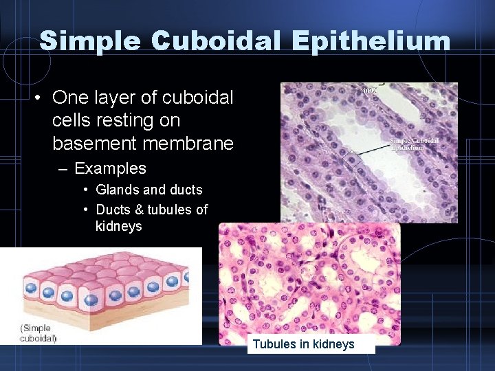 Simple Cuboidal Epithelium • One layer of cuboidal cells resting on basement membrane –