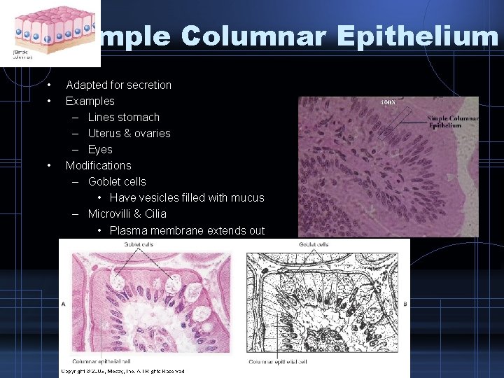 Simple Columnar Epithelium • • • Adapted for secretion Examples – Lines stomach –
