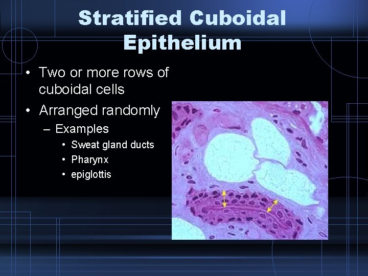 Stratified Cuboidal Epithelium • Two or more rows of cuboidal cells • Arranged randomly
