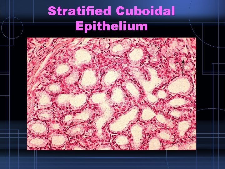 Stratified Cuboidal Epithelium 