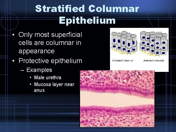 Stratified Columnar Epithelium • Only most superficial cells are columnar in appearance • Protective
