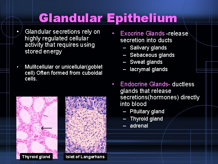 Glandular Epithelium • Glandular secretions rely on highly regulated cellular activity that requires using