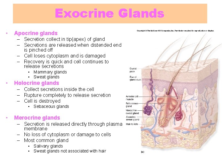 Exocrine Glands • Apocrine glands – Secretion collect in tip(apex) of gland – Secretions