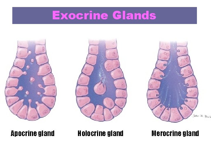 Exocrine Glands Apocrine gland Holocrine gland Merocrine gland 