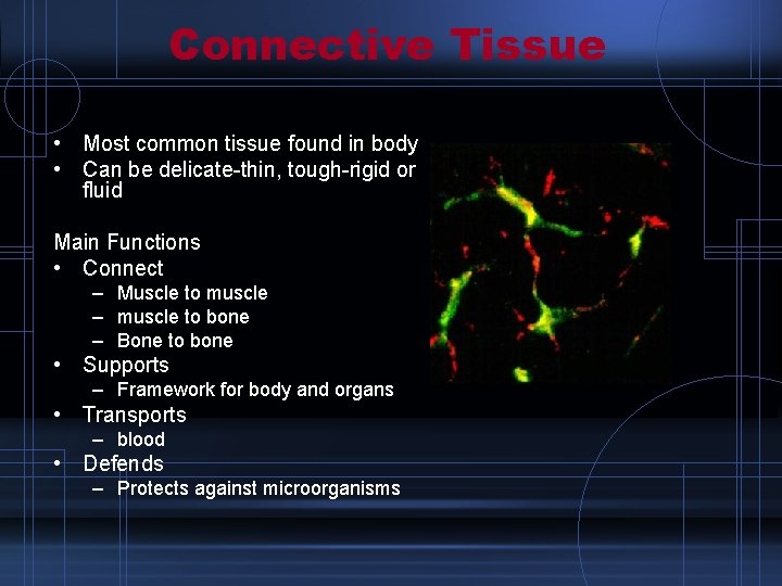 Connective Tissue • Most common tissue found in body • Can be delicate-thin, tough-rigid