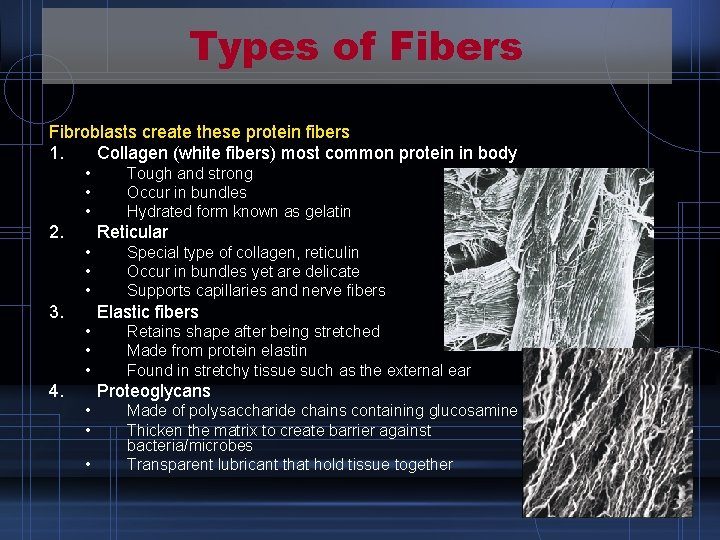 Types of Fibers Fibroblasts create these protein fibers 1. Collagen (white fibers) most common