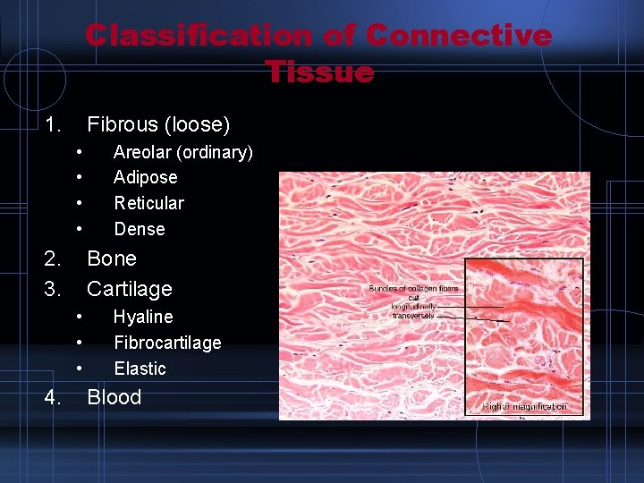 Classification of Connective Tissue 1. Fibrous (loose) • • 2. 3. Bone Cartilage •