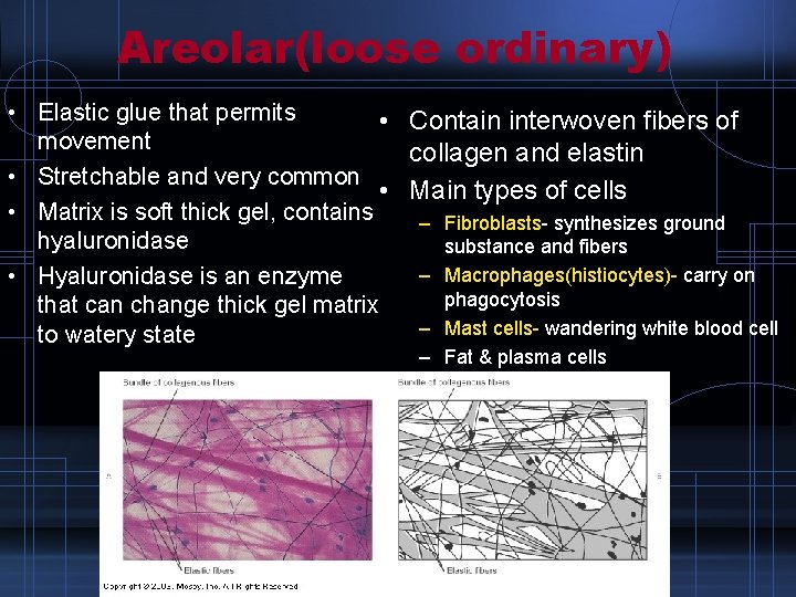 Areolar(loose ordinary) • Elastic glue that permits • Contain interwoven fibers of movement collagen