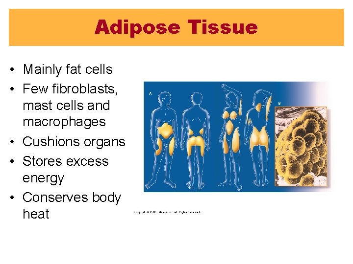 Adipose Tissue • Mainly fat cells • Few fibroblasts, mast cells and macrophages •